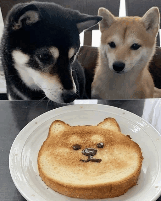 two dogs looking at a slice of toast that looks like a dog