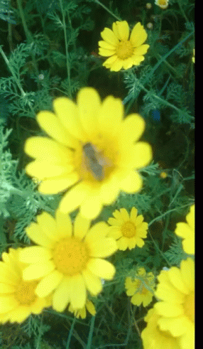 Sunflower Bee GIF - Sunflower Bee GIFs