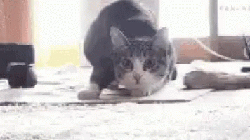 Cat Shimmy GIF - Cat Shimmy Dance GIFs