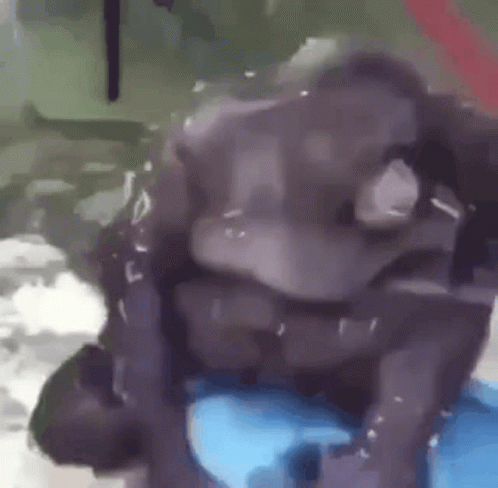 Gorila Gorilla GIF - Gorila Gorilla Falling GIFs