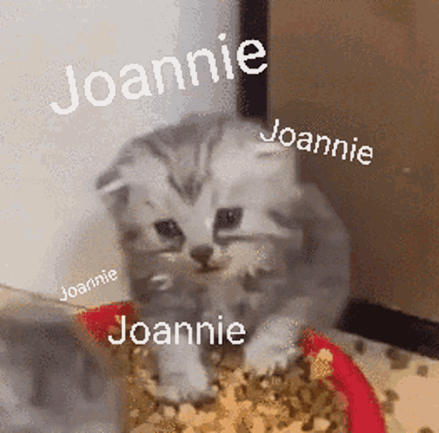 Joannie Joannieee GIF - Joannie Joannieee Joanniecat GIFs