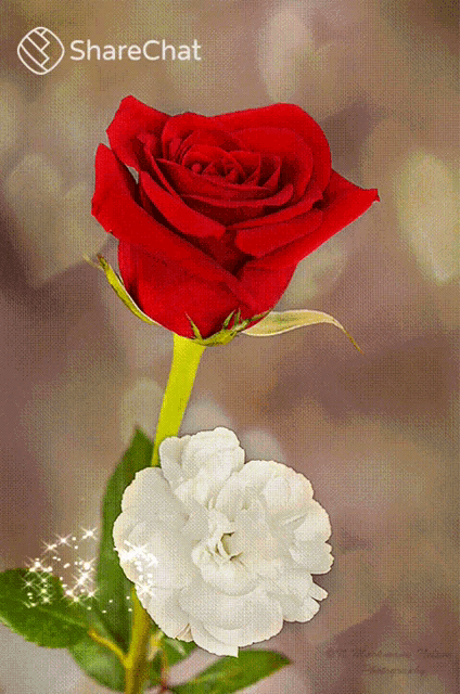 a red rose and a white flower are displayed on a sharechat page
