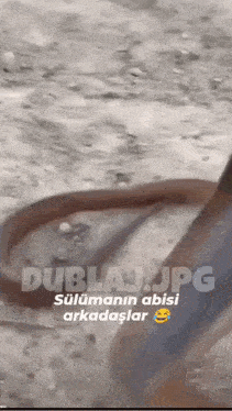 a picture of a snake with the words dublaj.jpg on the top
