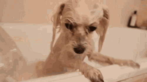 Sara Pecas Dog GIF - Sara Pecas Dog After Bath GIFs