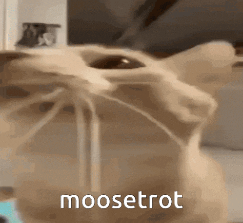 a close up of a cat 's face with the word moosetrot in the corner