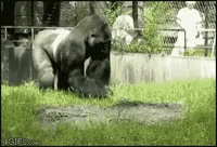 gorilla-poop.gif