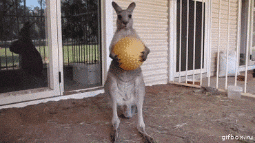 a kangaroo holding a yellow ball in front of a building