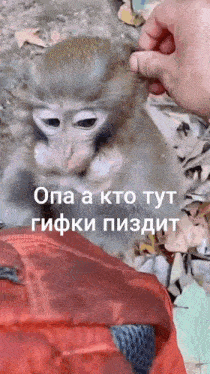 a person is petting a small monkey on top of an orange backpack