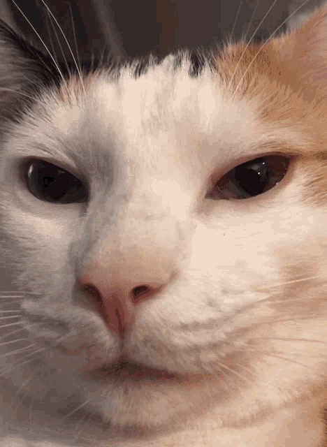 a close up of a calico cat 's face with a serious look on his face