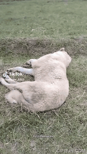 a dog is laying on its back in the grass with a tik tok watermark