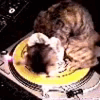a cat is sitting on top of a turntable .