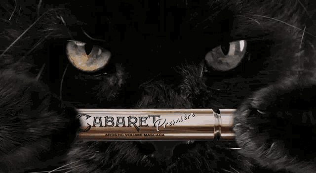 a black cat is looking at a mascara that says cabaret premiere on it