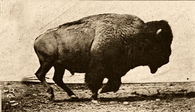 a black and white photo of a bison running on a dirt road