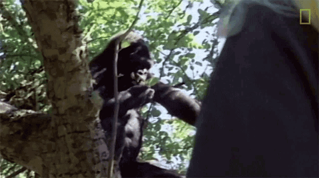 Eating Koko GIF - Eating Koko Watch Koko The Gorilla Use Sign Language In This1981film GIFs