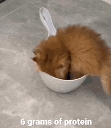 a cat is eating out of a white bowl with the words 6 grams of protein below it