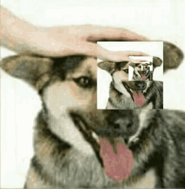 a person petting a dog 's head with a picture of a dog on it