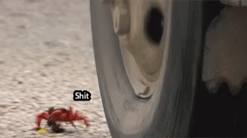 Funny Animals Shit GIF - Funny Animals Shit Almost GIFs