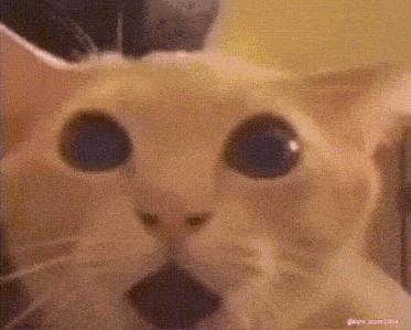 a close up of a cat 's face with its mouth open .