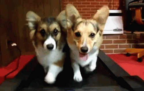 Animal Dogs GIF - Animal Dogs Puppies GIFs