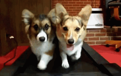 two corgi dogs running on a treadmill together