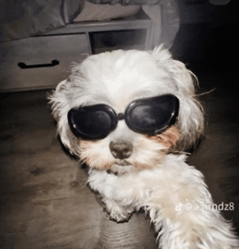 a small white dog wearing sunglasses is laying down on a wooden floor