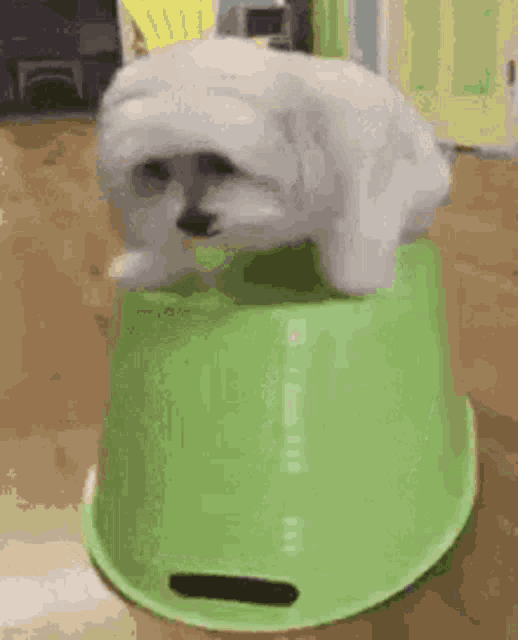 a small white dog is sitting on top of a green bucket on a table .