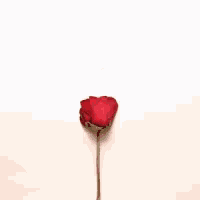 a heart made of red rose petals on a white surface .
