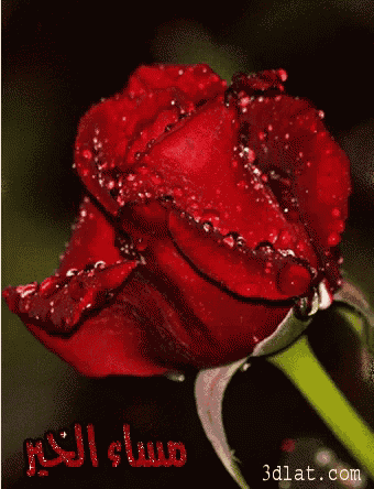 a close up of a red rose with the words 3dlat.com below it
