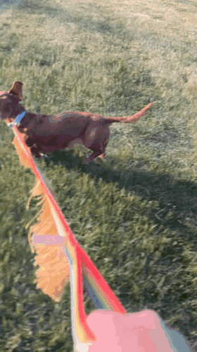 Weiner Dog Sunshine GIF - Weiner Dog Dog Sunshine GIFs