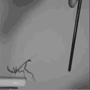 a black and white photo of a praying mantis on a piece of paper .