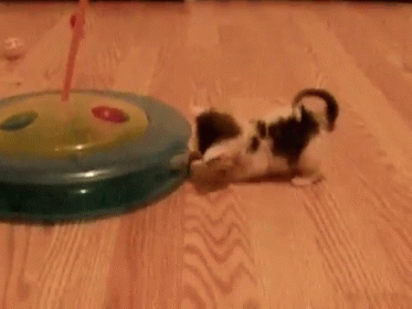 You'Re Almost There GIF - Kitten Baby Toy GIFs