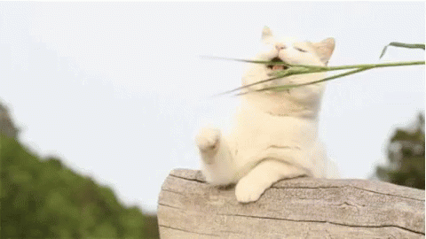 Cat Play GIF - Cat Play Cats GIFs