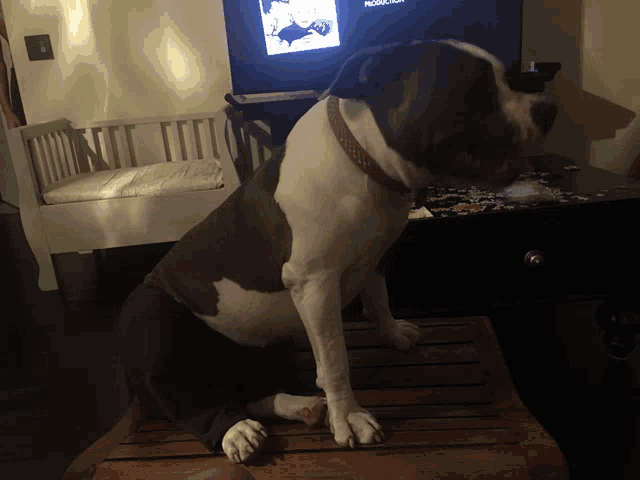 a dog sitting on a wooden chair in front of a television that says production on it