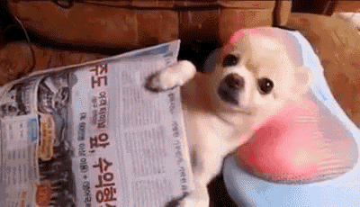 Anybody Else Really Need A Spa Day? GIF - Puppy Relax Spa Day GIFs