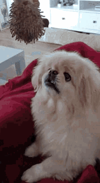 a small white dog is laying on a red blanket on a couch looking up at a stuffed animal .