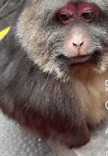 a close up of a monkey 's face with the number 3 on the bottom right
