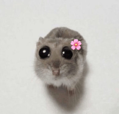 Flower Mouse GIF - Flower Mouse GIFs