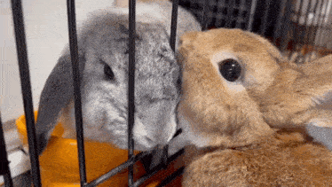 two rabbits are standing next to each other in a cage and looking at each other .