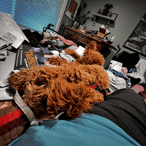 a dog is laying on a bed next to a book called apocalypse i want to know