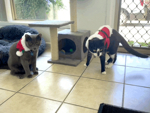 a black and white cat wearing a santa hat