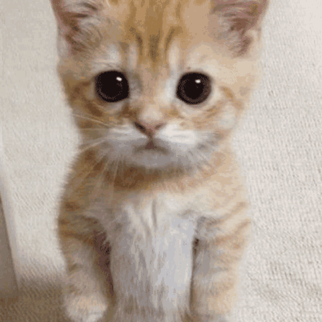 a close up of a kitten 's face with big eyes