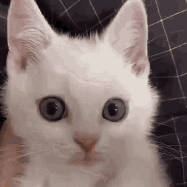 Cat Angry Cat GIF - Cat Angry Cat Angy Cat GIFs