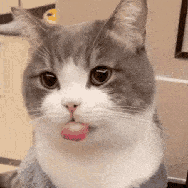 a gray and white cat is sticking out its tongue .