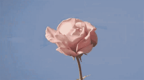 a close up of a pink rose with a blue sky behind it