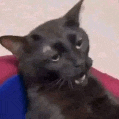 a black cat is laying on a bed with its mouth open .