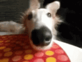 a white dog with a black nose is sitting on a red and yellow polka dot blanket