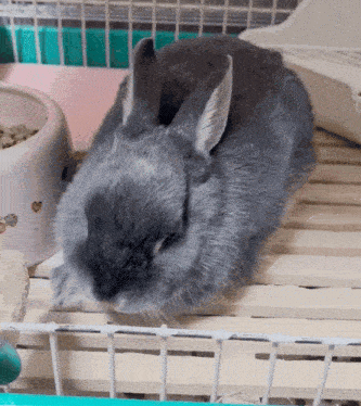 Helpurseif Bunny GIF - Helpurseif Bunny Cute Bunny GIFs