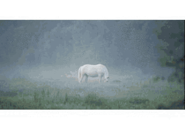 a white horse is grazing in a foggy field