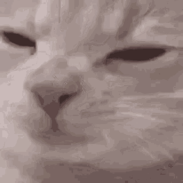 Cat Munch GIF - Cat Munch Cat Lick GIFs