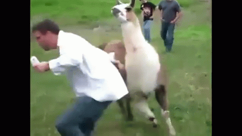 Aww He Luvs U GIF - Funny Animal Chase Alpaca GIFs